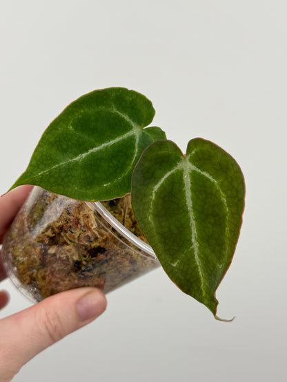 Anthurium 'Chocolate Crystallinum' x NOID