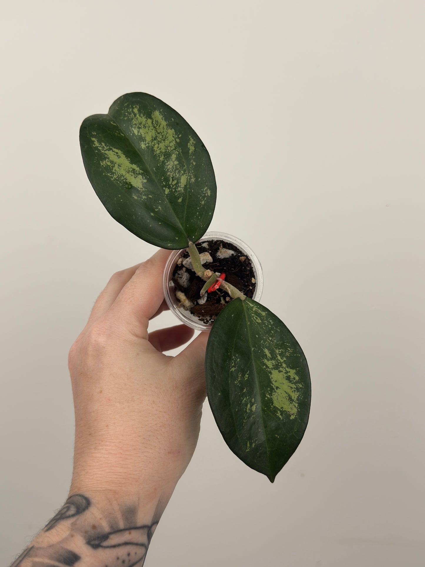 Hoya Patcharawalai 023 (Icensis Splash)