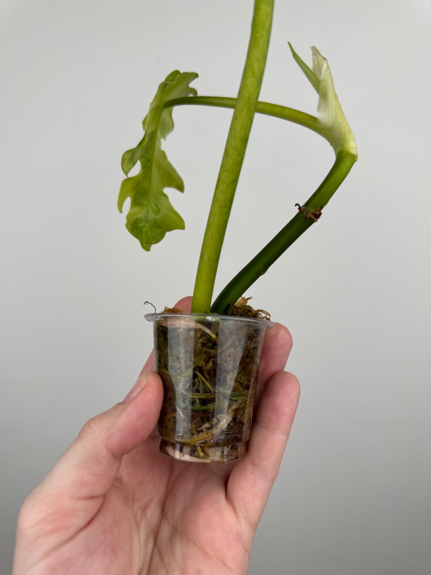 Philodendron Radiatum Variegated