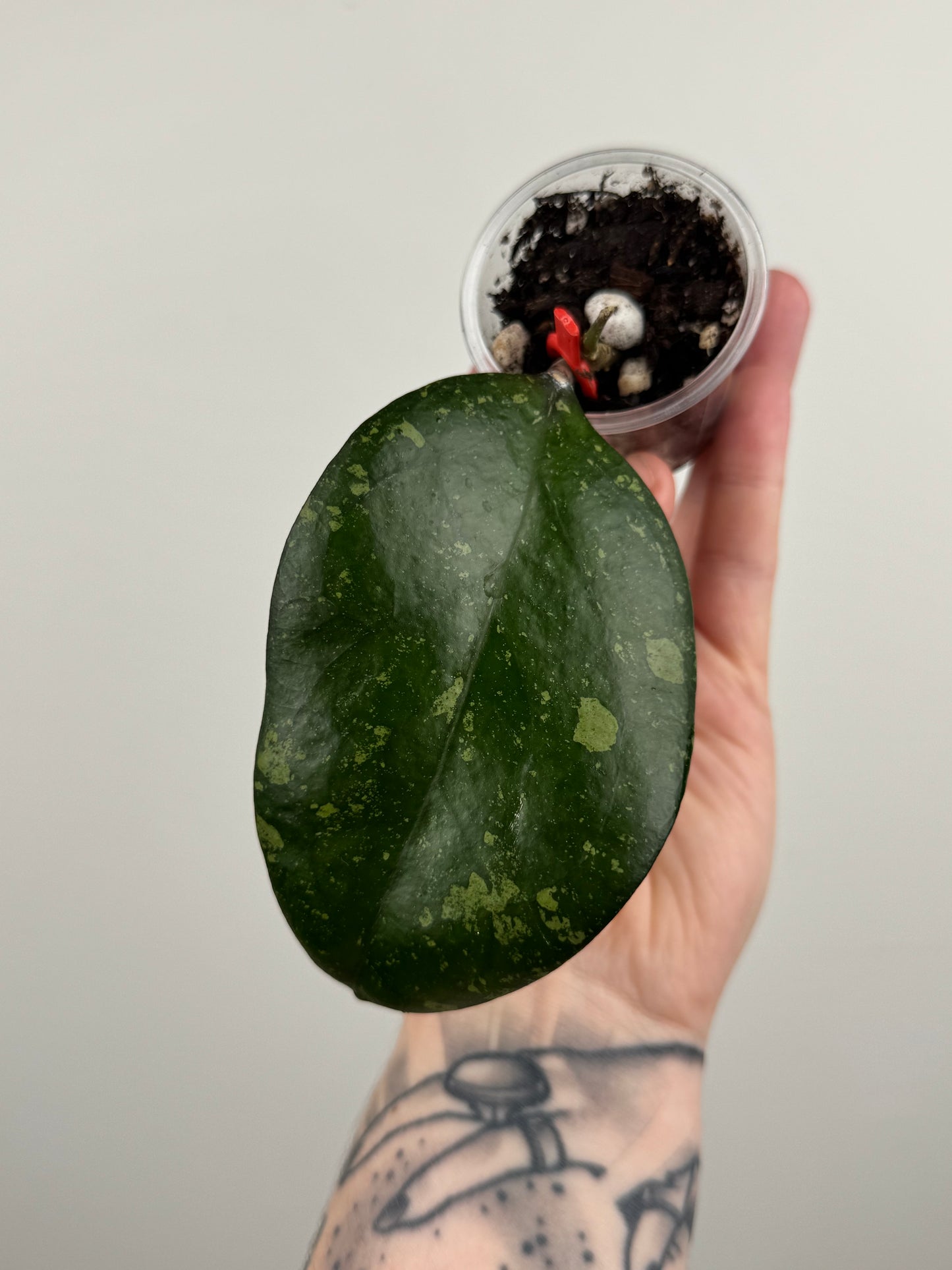 Hoya Patcharawalai 077 (A)