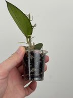 Hoya Patcharawalai 023 (Icensis Splash)