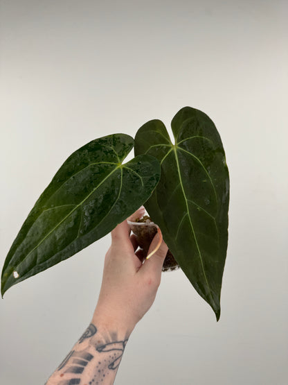 Anthurium 'Not the Mama' x 'AOS'