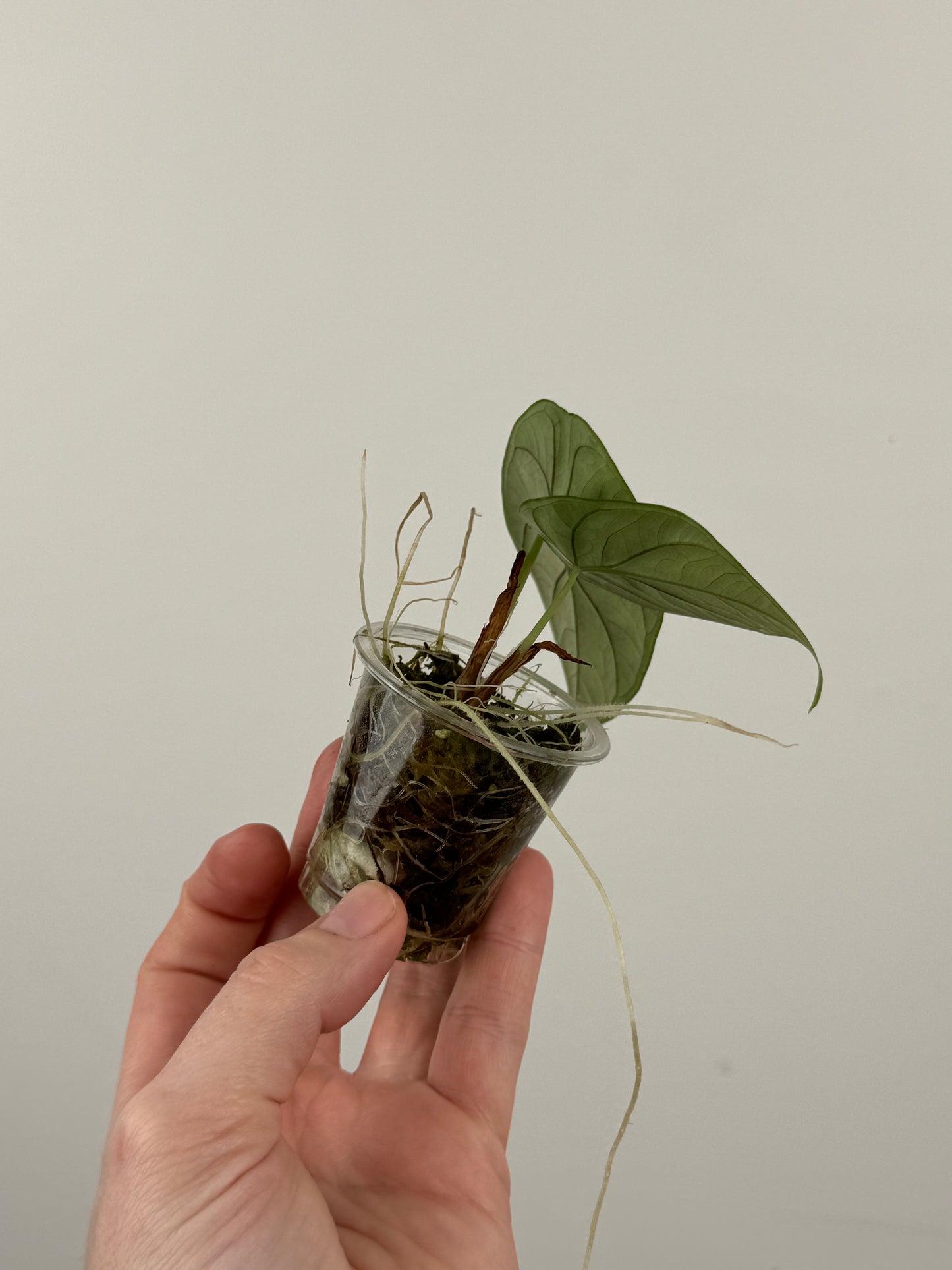 Alocasia ‘Green Unicorn’