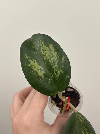 Hoya Patcharawalai 023 (Icensis Splash)