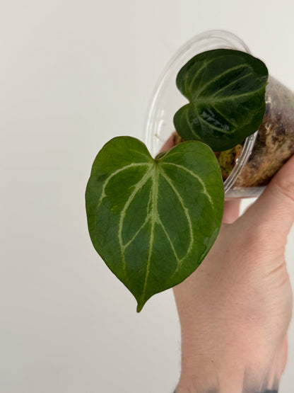 Anthurium HU / KOS 'Butterfly'