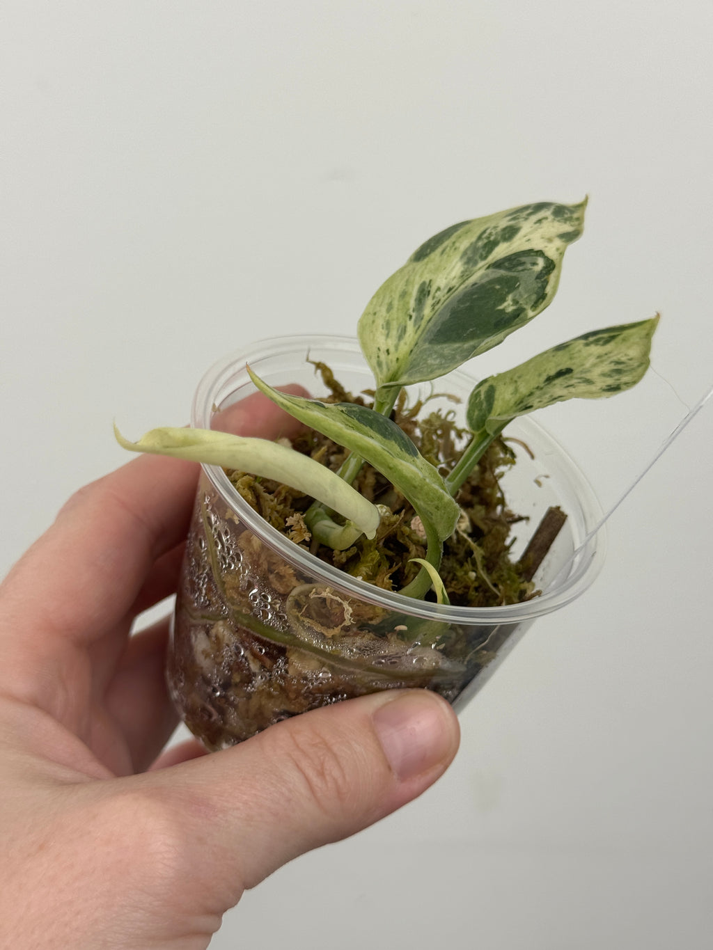 Scindapsus Halimoon