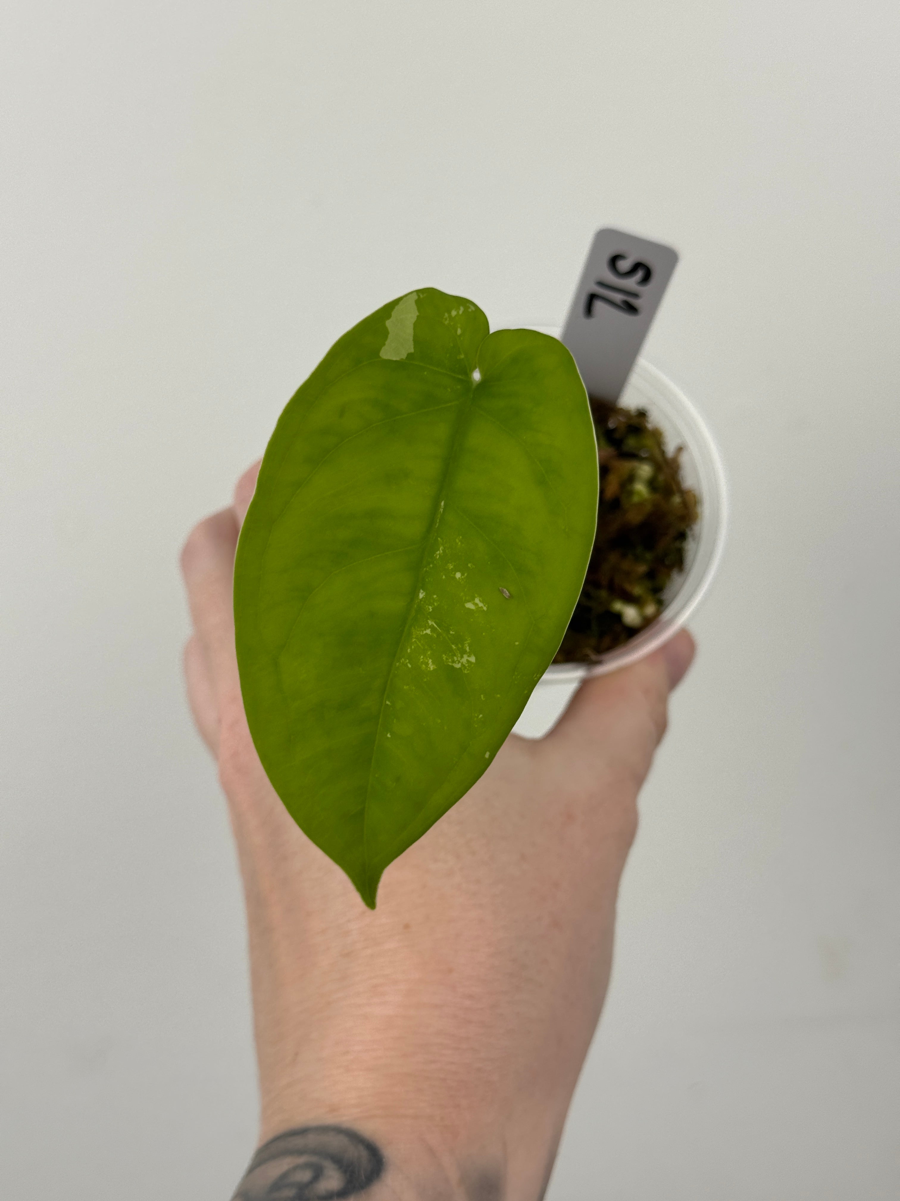 Syngonium Chiapense Albo Variegated
