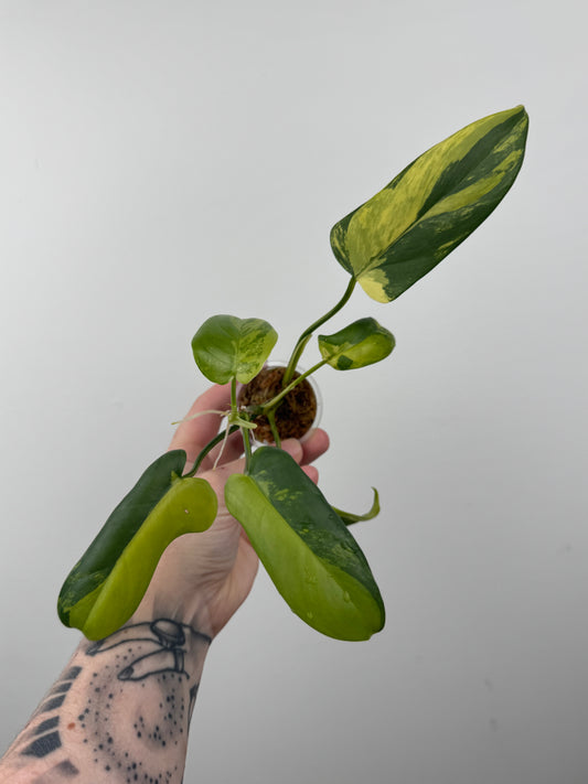 Philodendron Bipennifolium Variegated