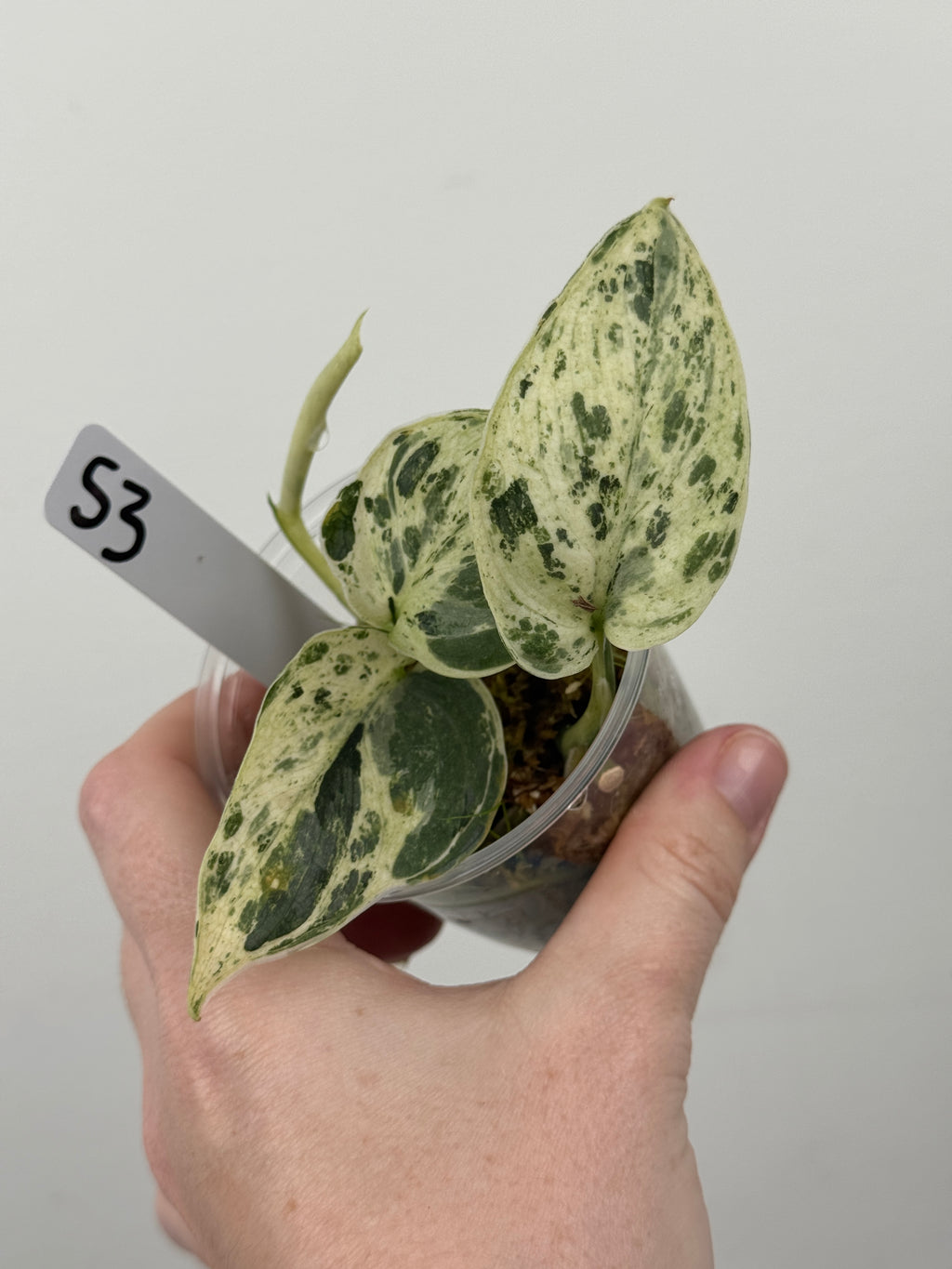 Scindapsus Halimoon