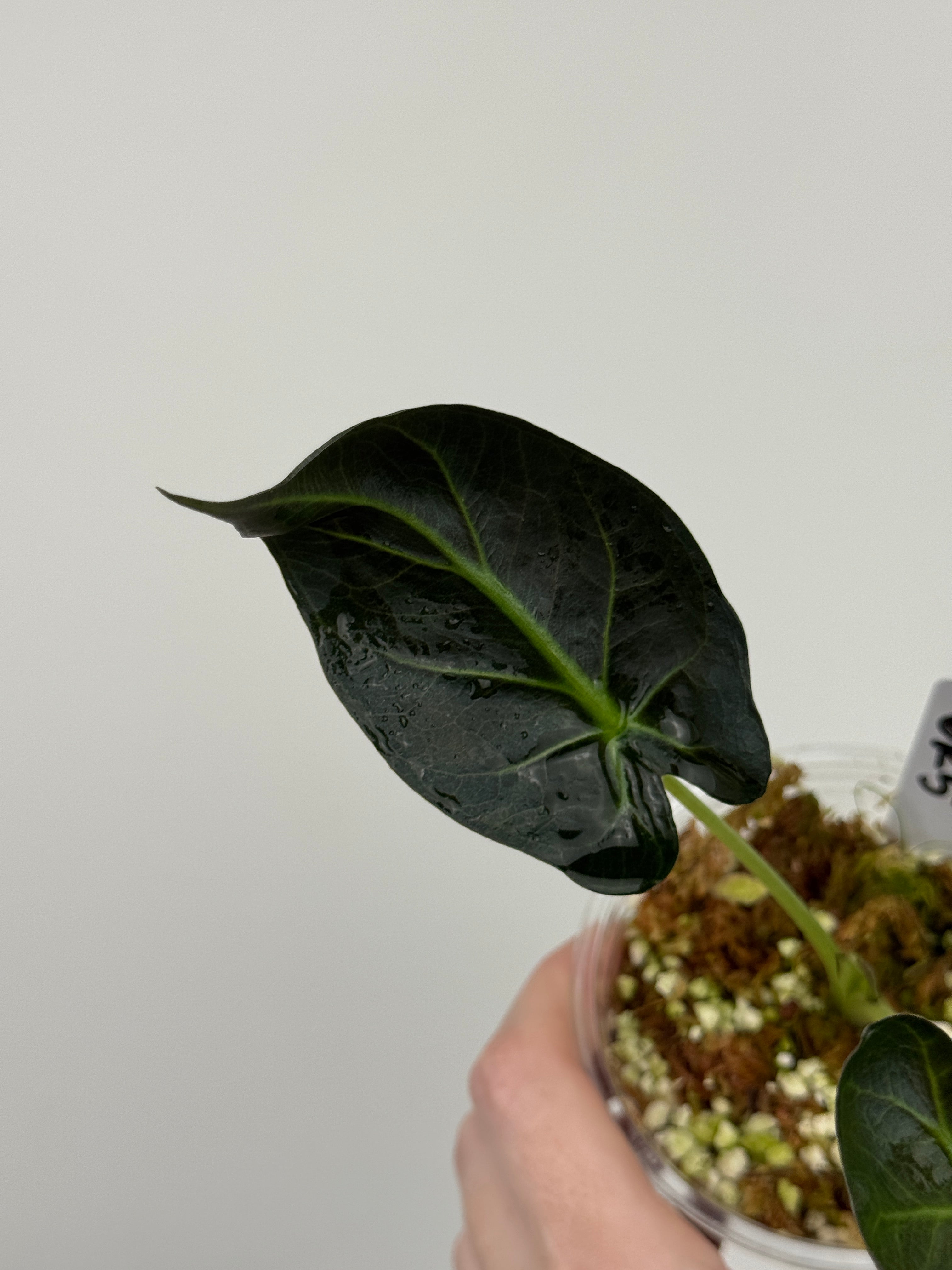 Alocasia 'Grim Reaper' Regal Shields Mutated Form