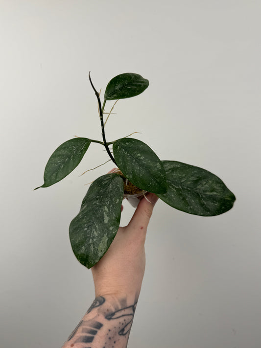 Hoya Coriacea 'Silver'