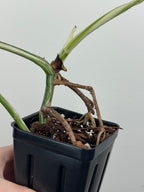 Monstera Borsigiana Albo ('White Tiger')