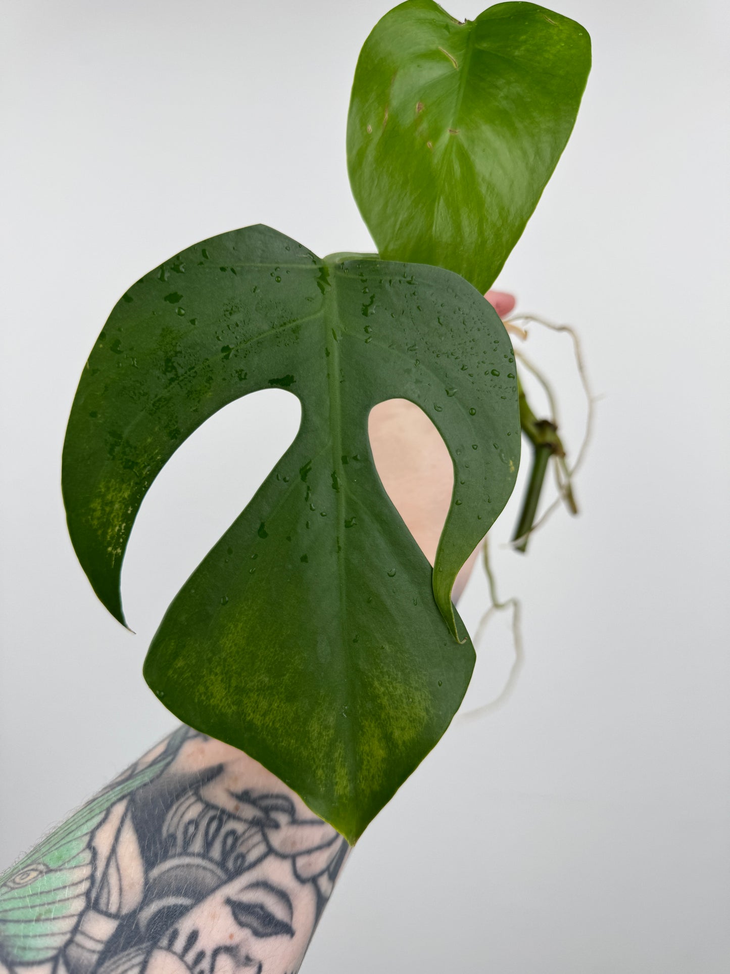 Monstera Sierrana (Hawaiian Clone)