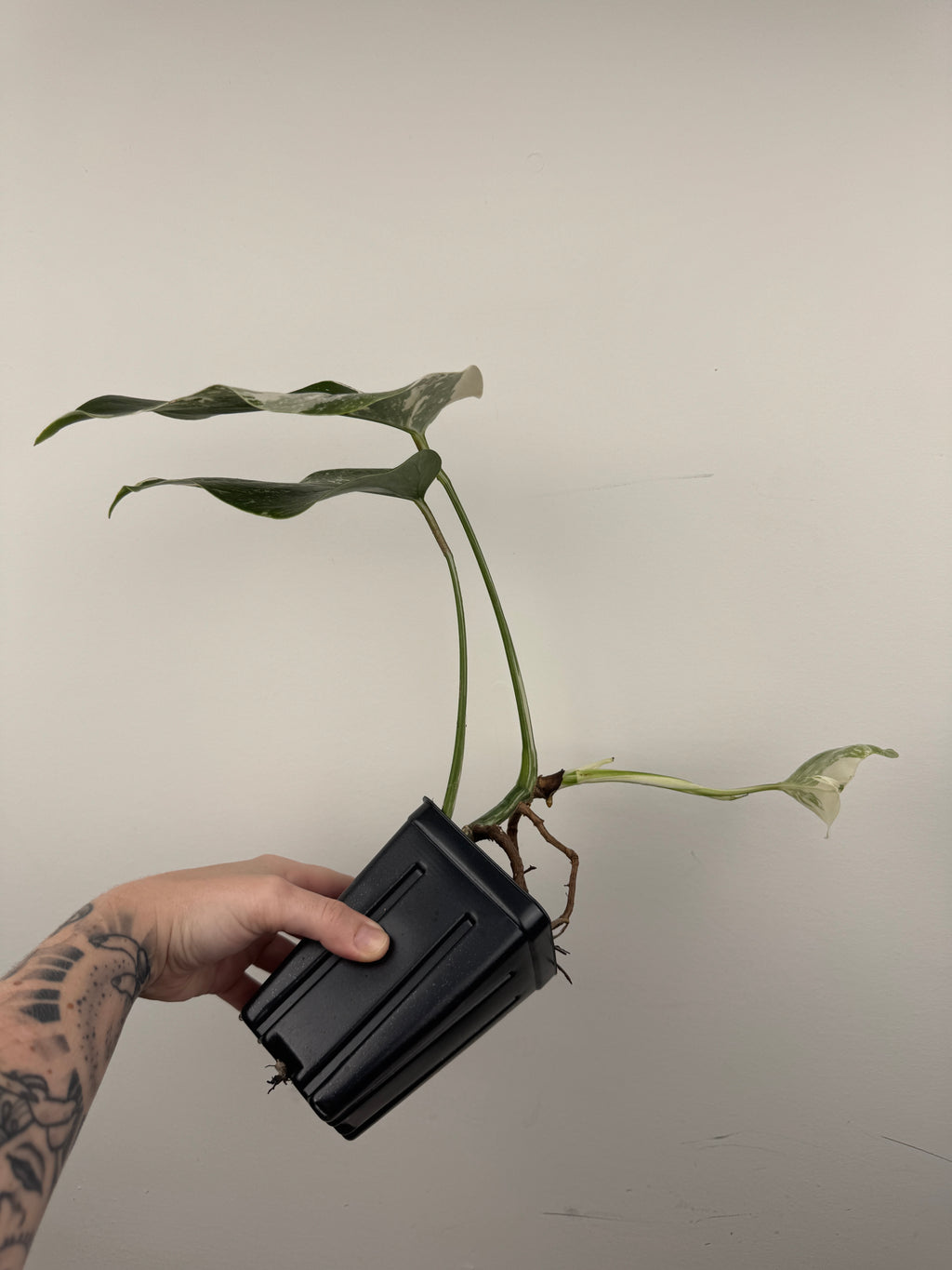 Monstera Borsigiana Albo ('White Tiger')