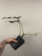 Monstera Borsigiana Albo ('White Tiger')