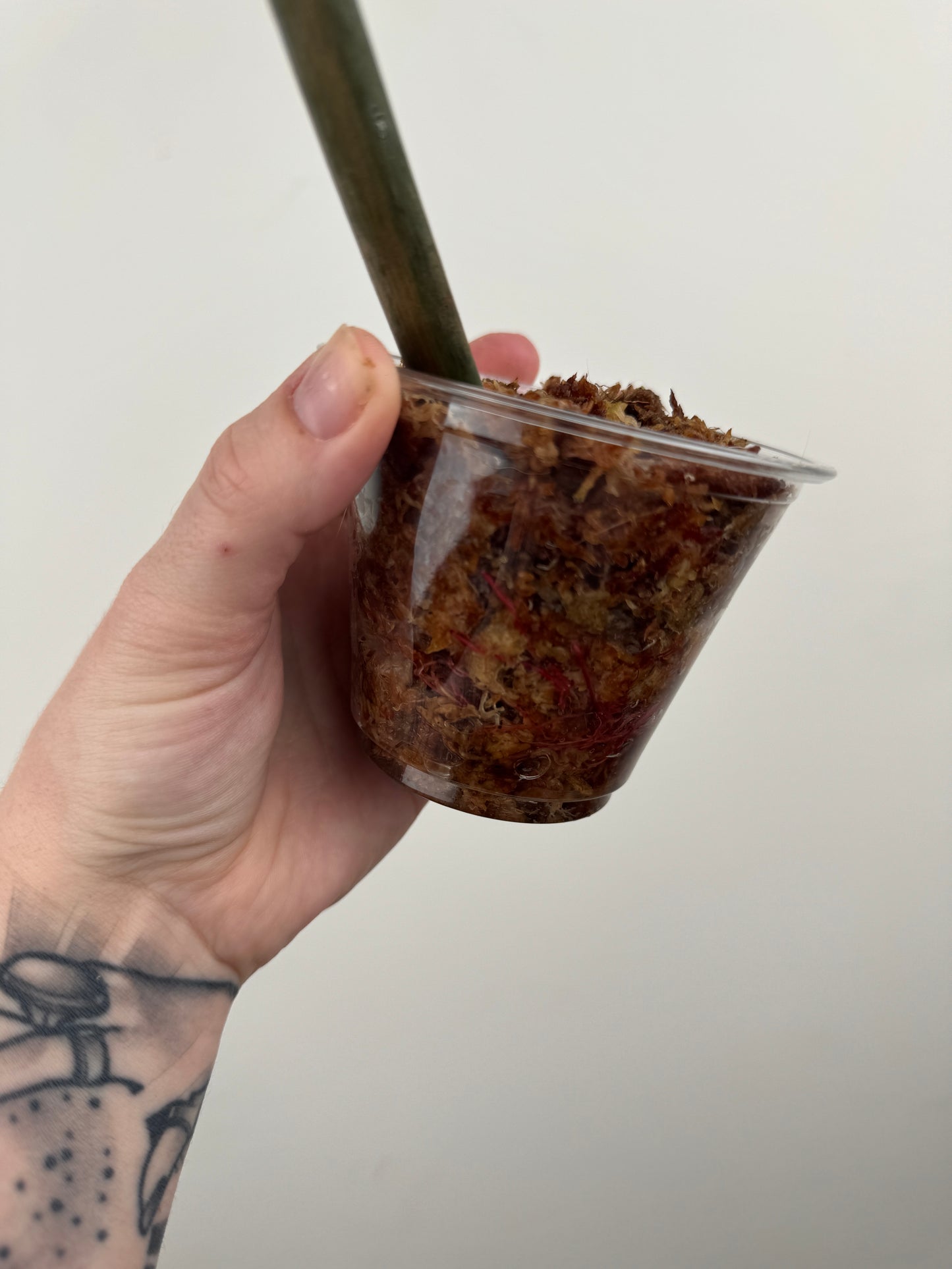 Philodendron 'Caramel Marble' Rooted Cutting