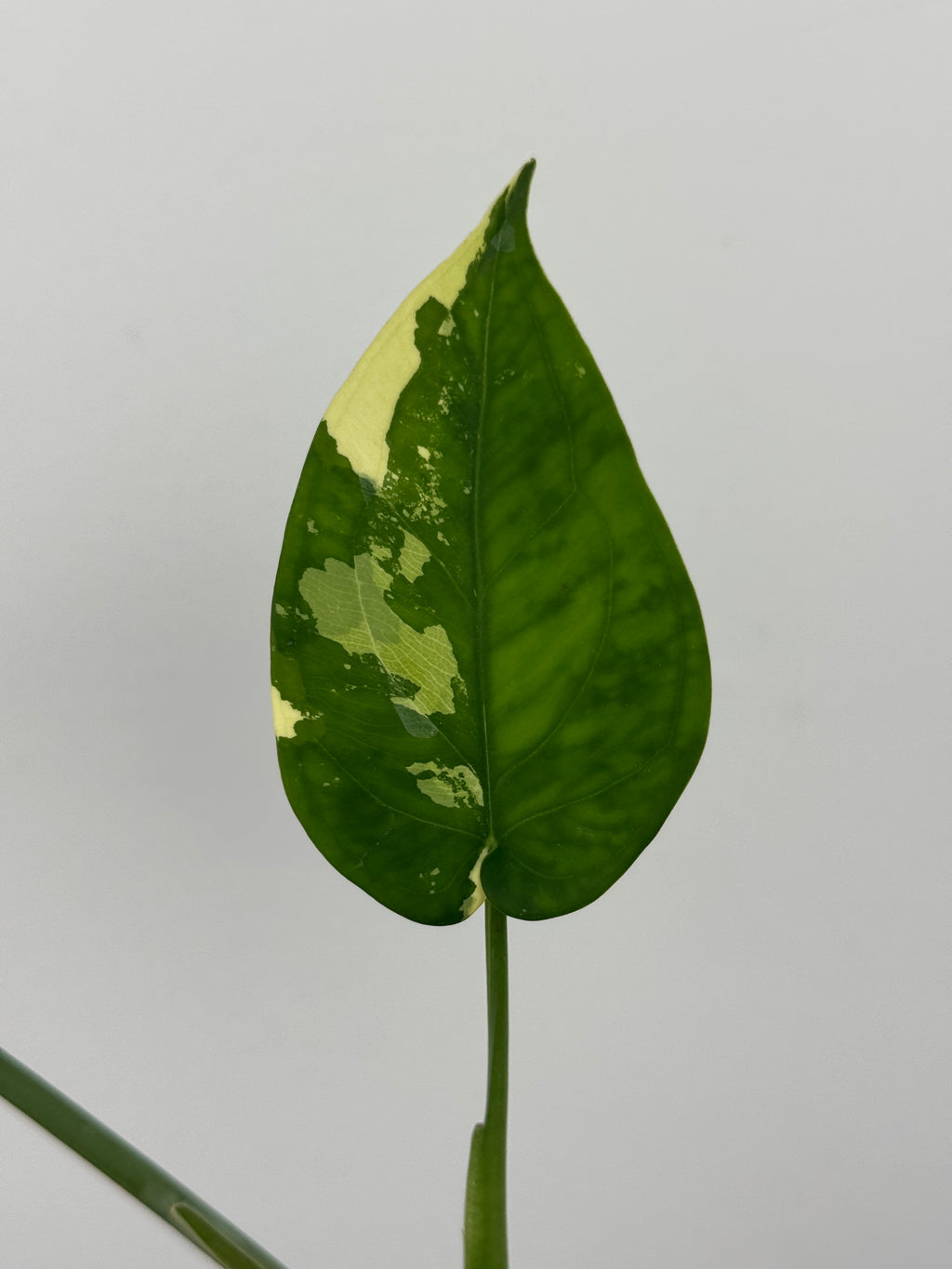 Syngonium Chiapense Albo Variegated