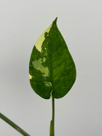 Syngonium Chiapense Albo Variegated