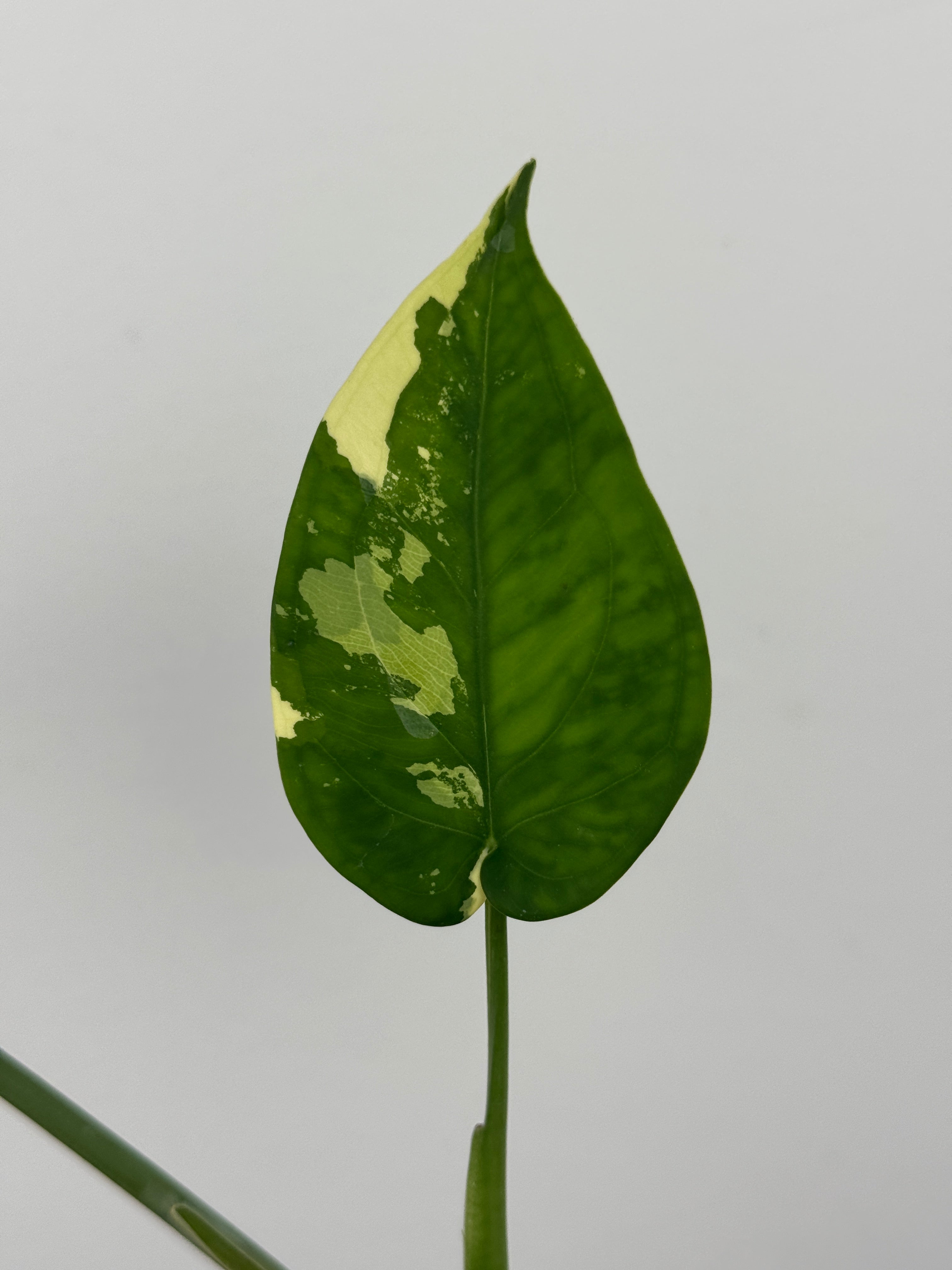 Syngonium Chiapense Albo Variegated