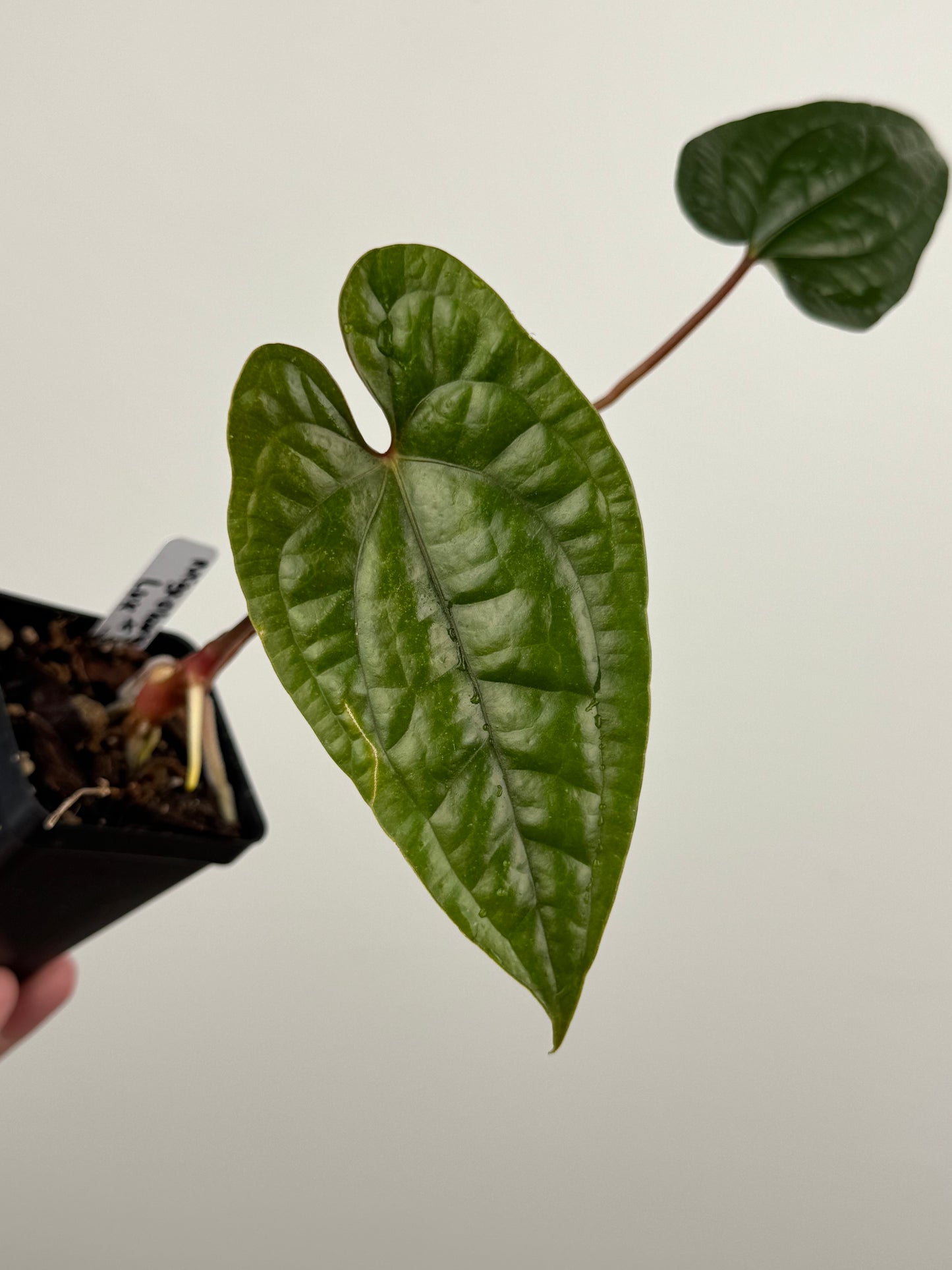 Anthurium Nigrolaminum 'Gigi' x Luxurians