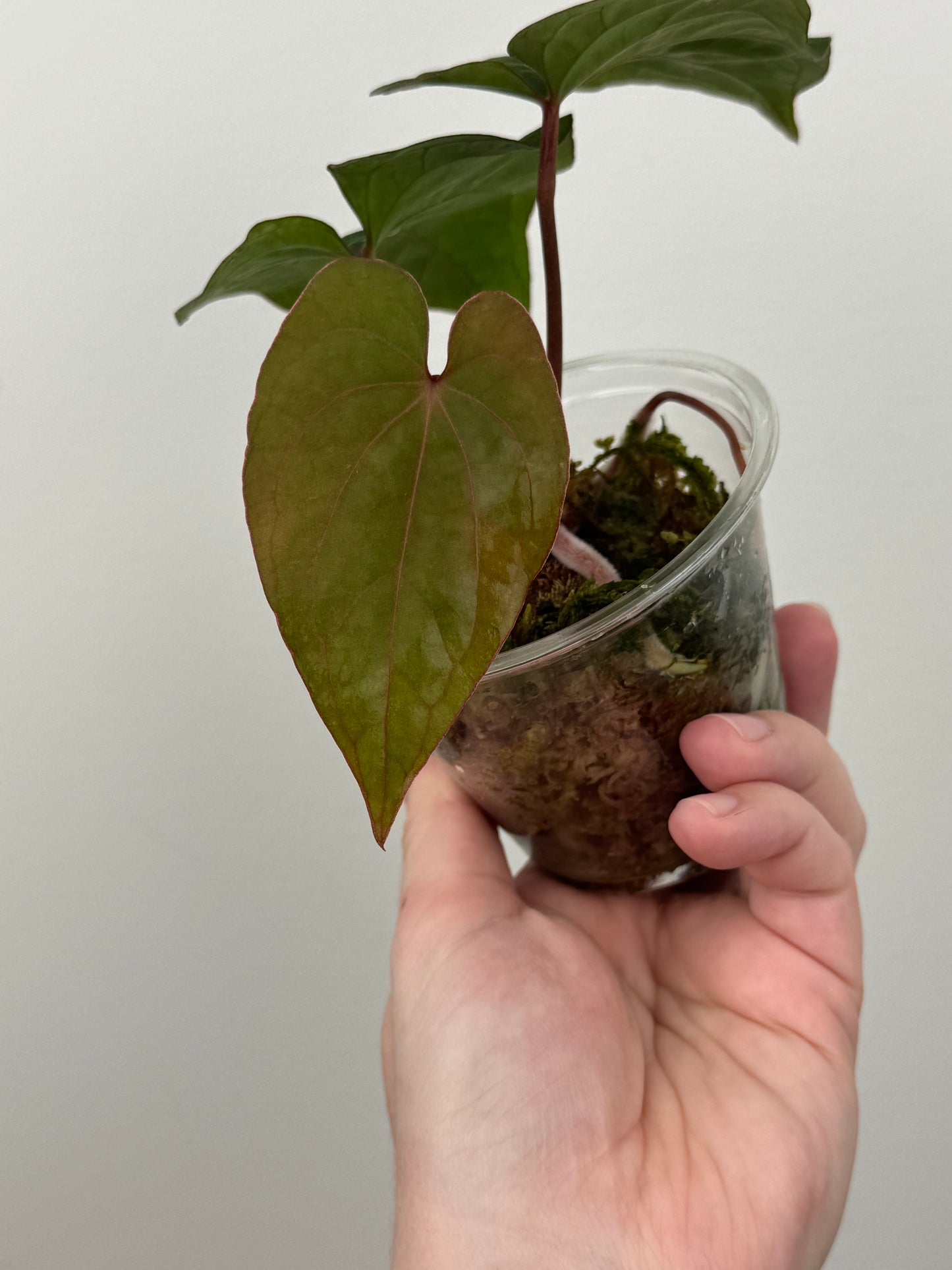 Anthurium Kunayalense x 'RVDP'