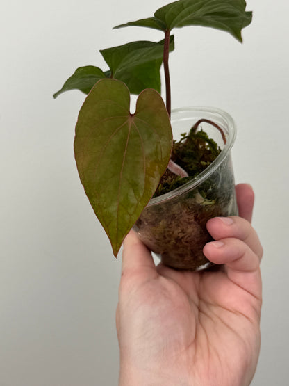 Anthurium Kunayalense x 'RVDP'