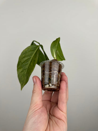 Epipremnum Pinnatum Tricolor Mint Variegated (B)