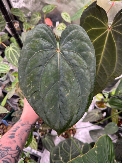 Variegated Anthurium Dressleri x 'Red Vein Dark Phoenix (RVDP)'