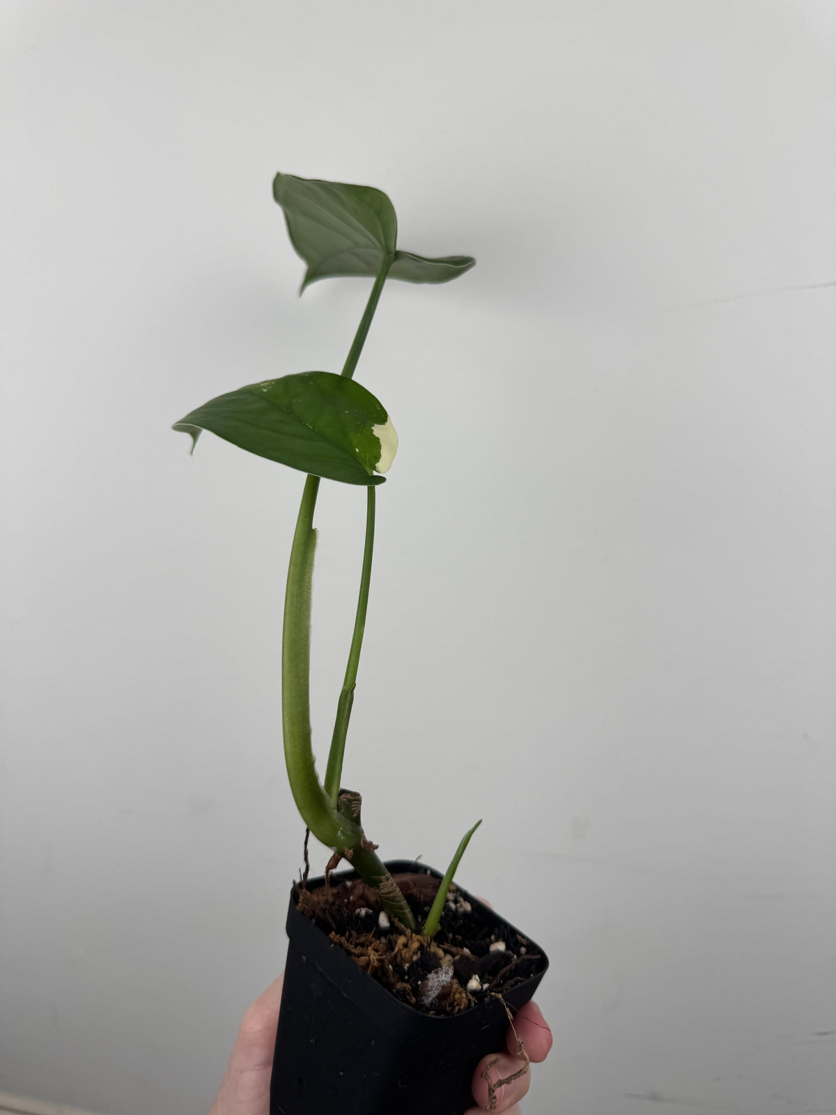 Syngonium Chiapense Albo Variegated