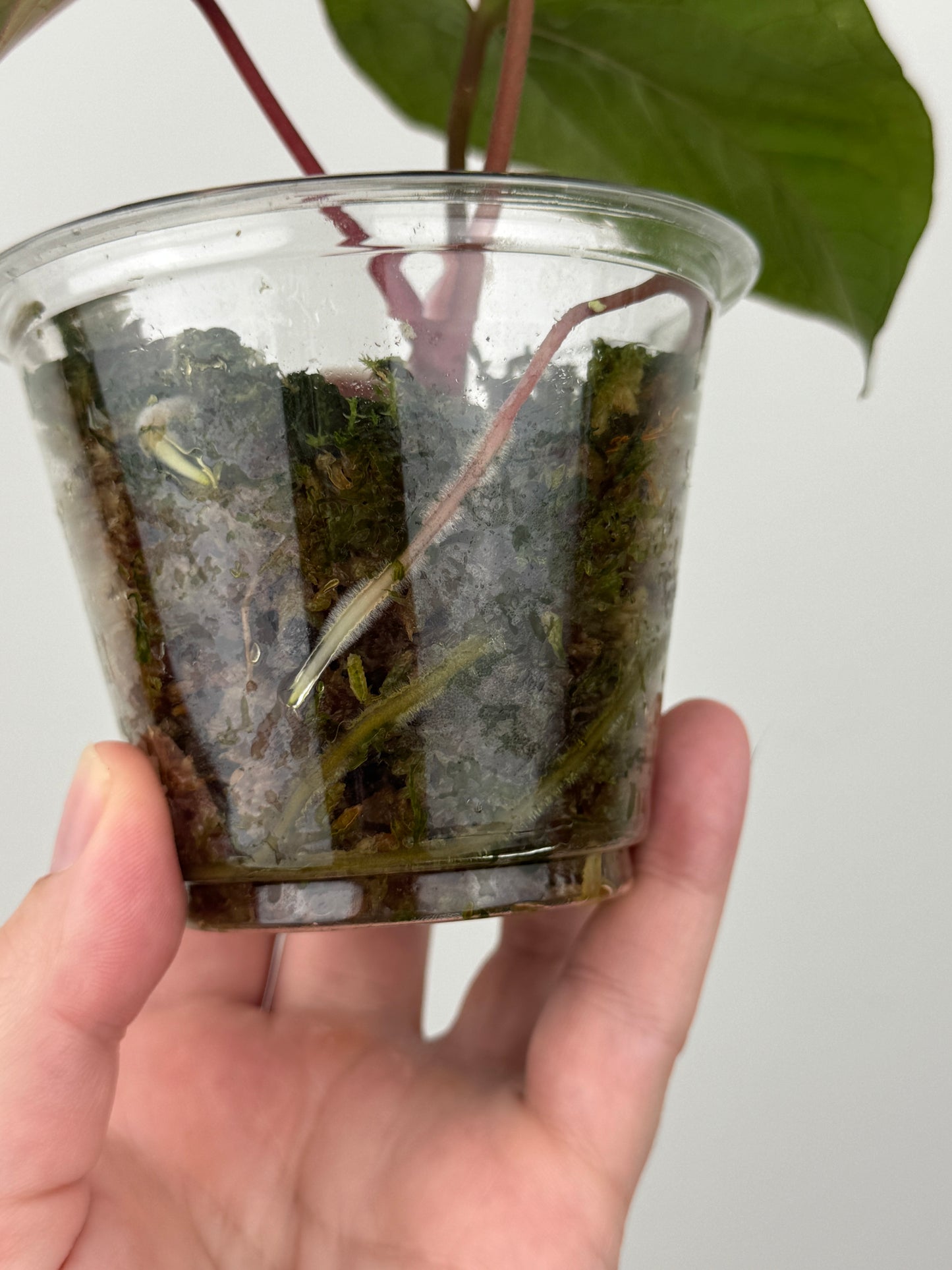 Anthurium Kunayalense x 'RVDP'
