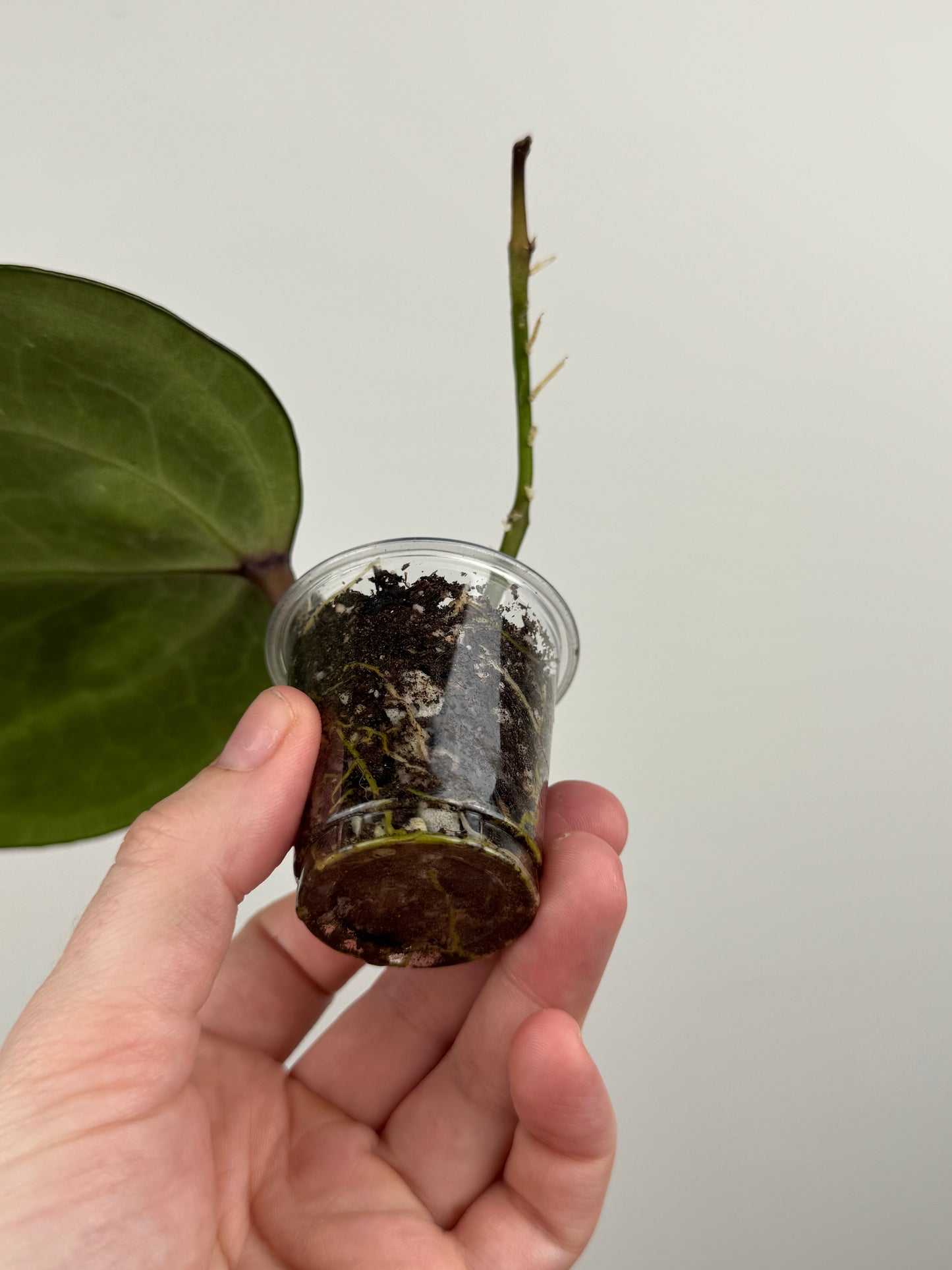 Hoya Latifolia 'Sarawak' Cream (A)