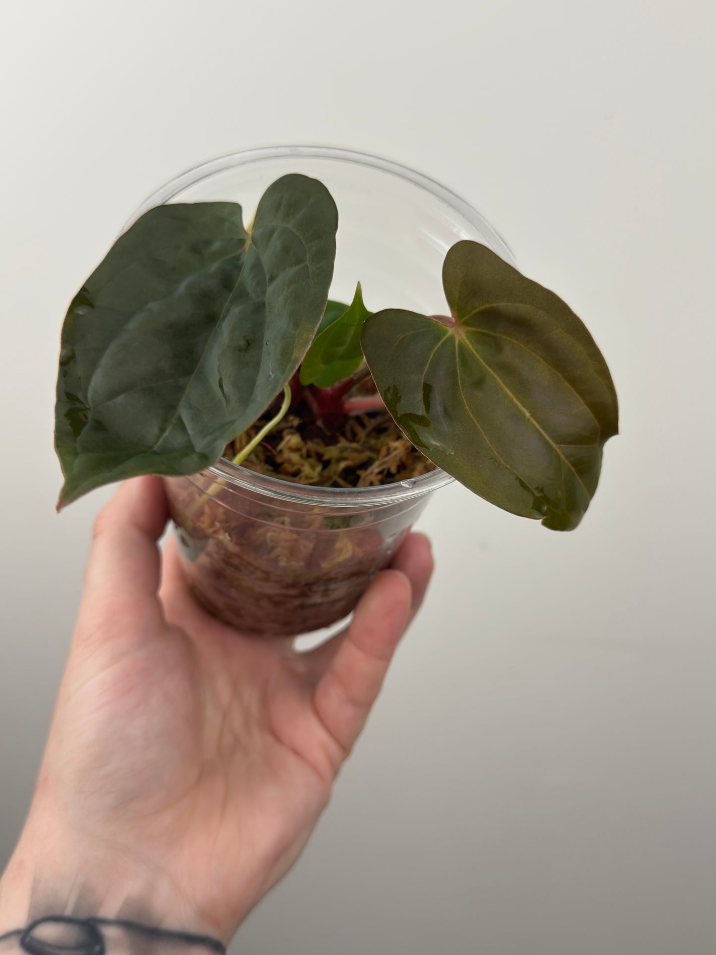 Anthurium 'Bloody Night' x 'Dark Phoenix (DP)'