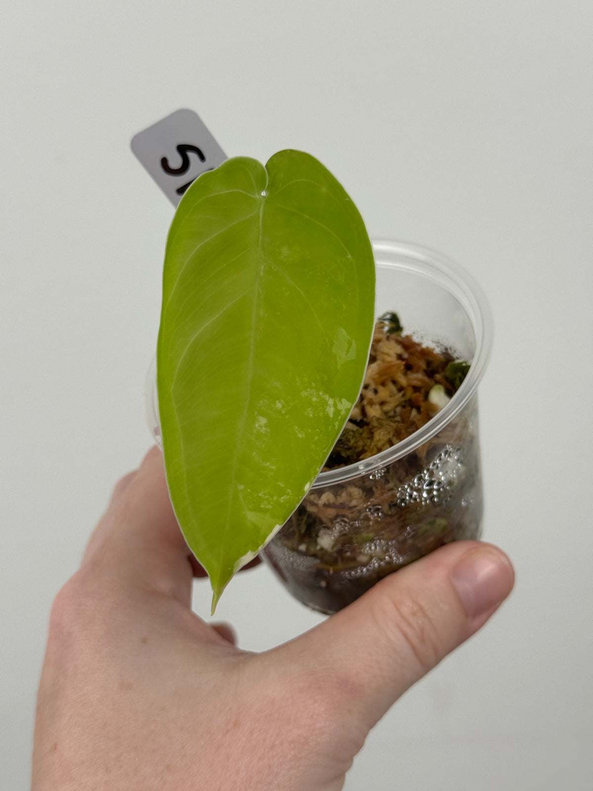Syngonium Chiapense Albo Variegated