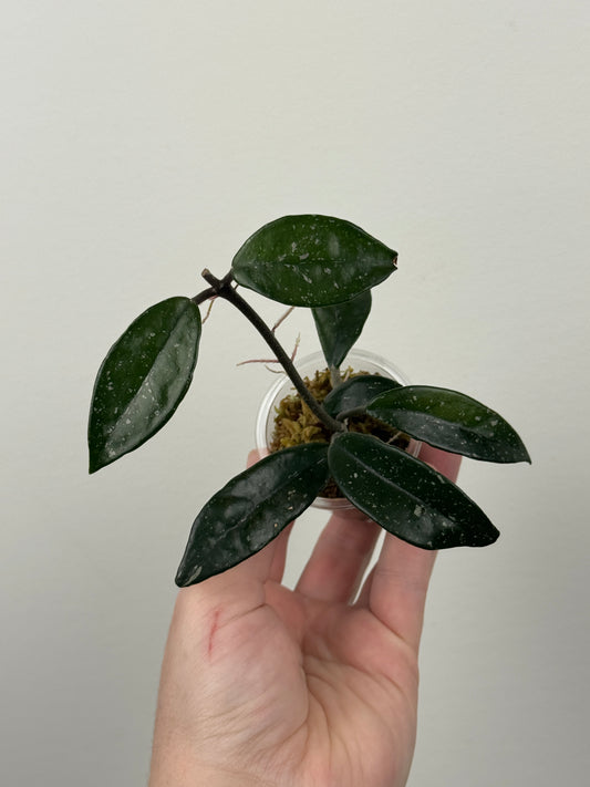Hoya Carnosa 'Wilbur Graves'