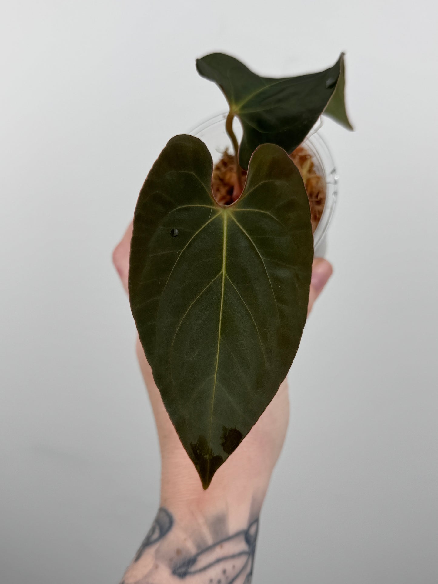Anthurium ('Delta Dawn' x Antolakii (BVEP)) x Papillilaminum 'Gatorbod'