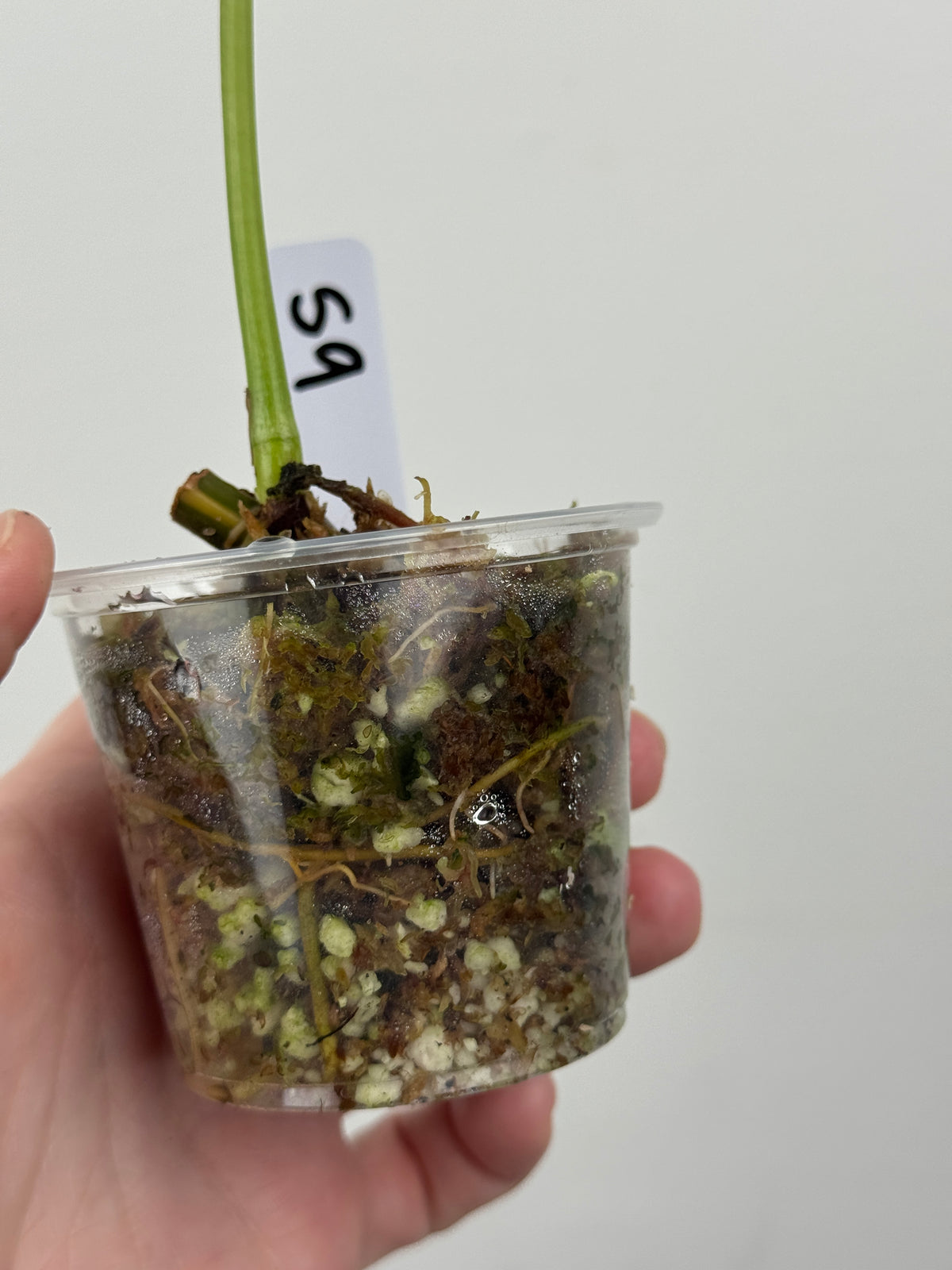 Syngonium Chiapense Albo Variegated