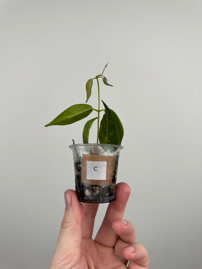 Hoya Dennisii 'Frida' (C)