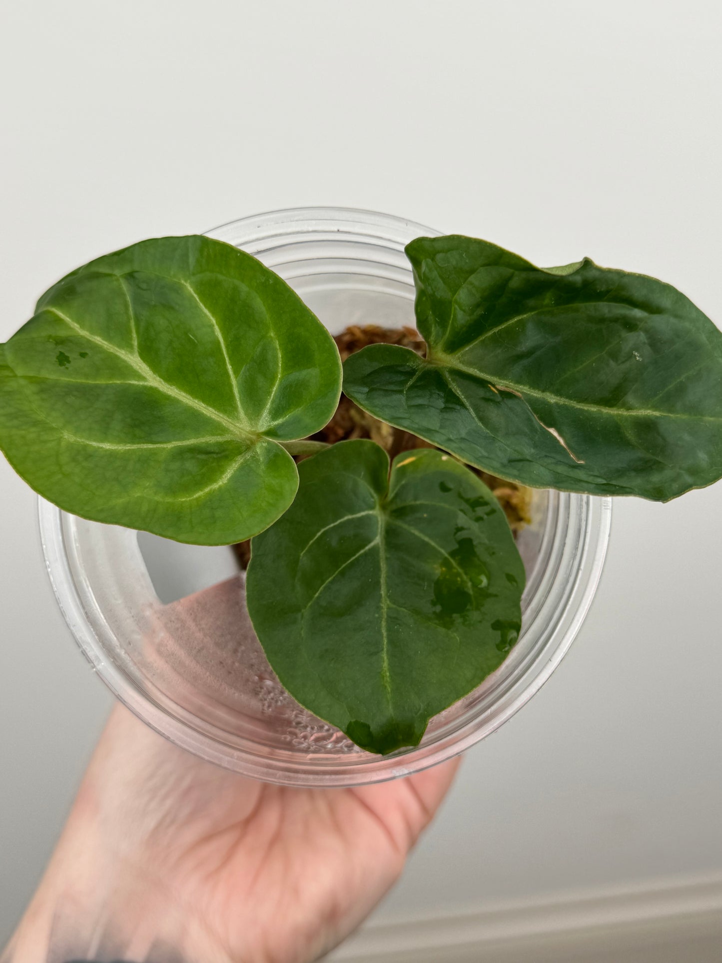 Anthurium Hoffmanii x 'Michelle'