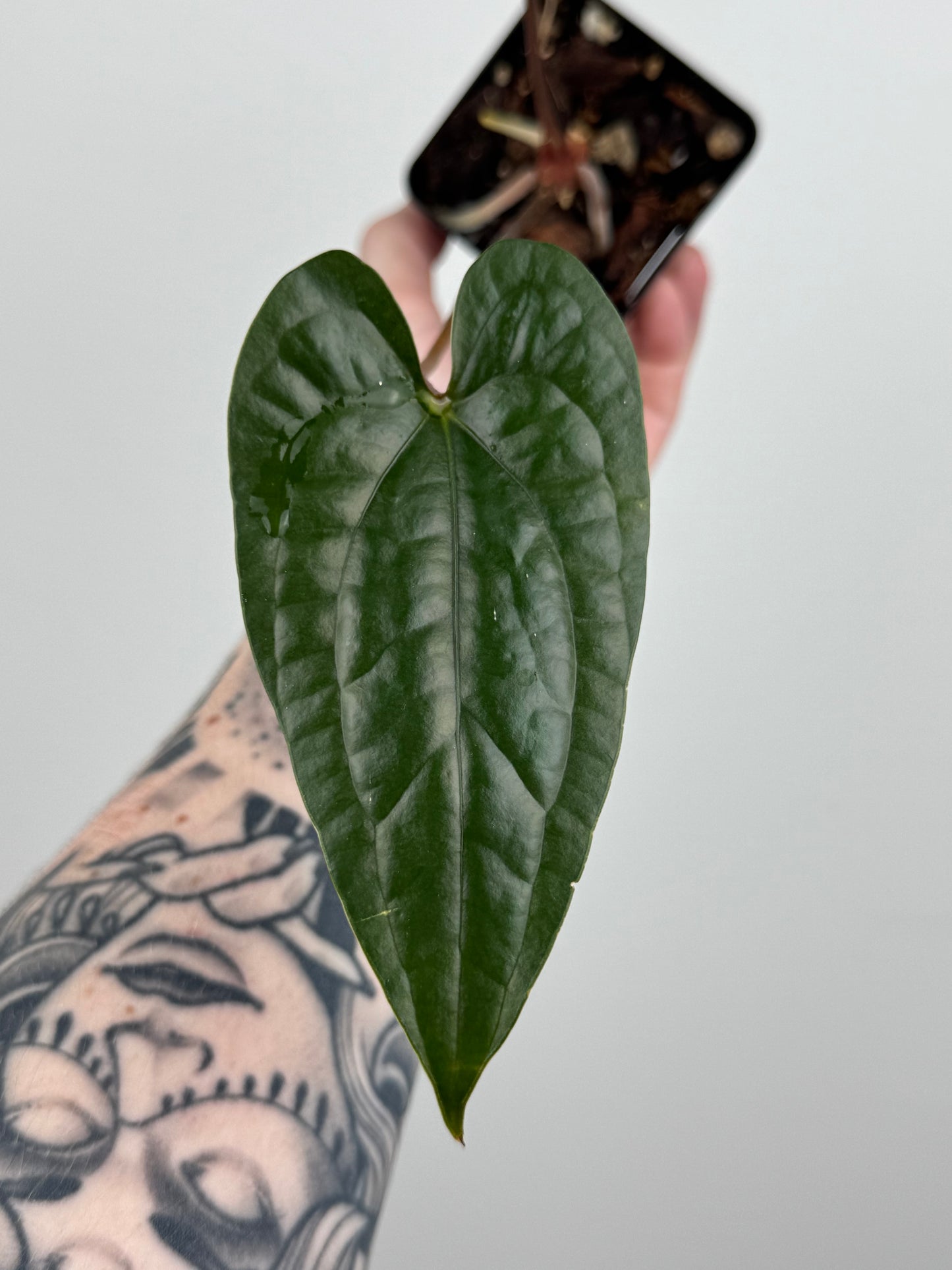 Anthurium Nigrolaminum 'Gigi' x Luxurians