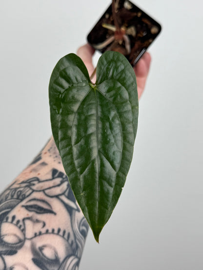 Anthurium Nigrolaminum 'Gigi' x Luxurians