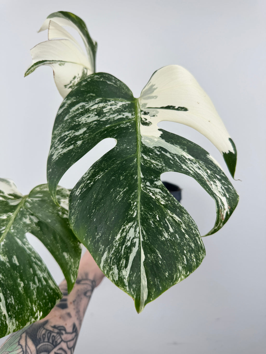Monstera Borsigiana Albo ('White Tiger')