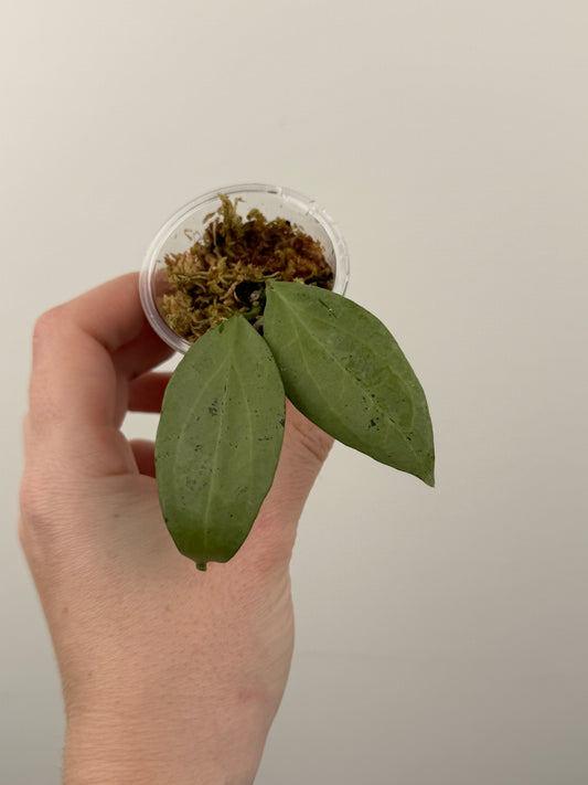 Hoya Nicholsoniae 'New Guinea Ghost'