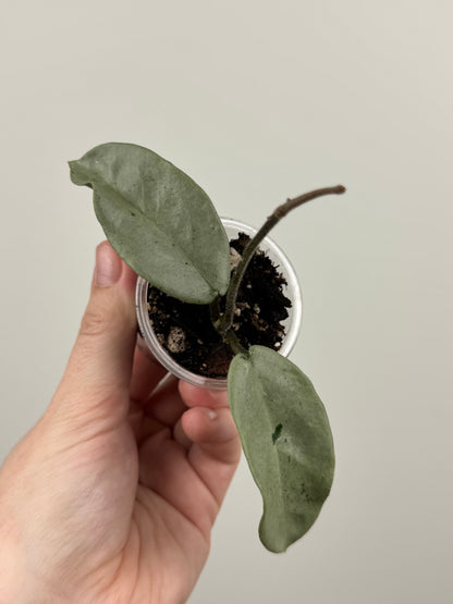 Hoya Carnosa 'Nova Ghost'