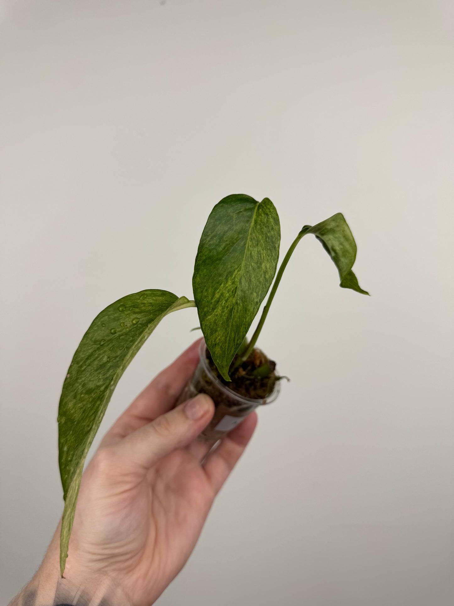 Epipremnum Pinnatum Tricolor Mint Variegated (A)