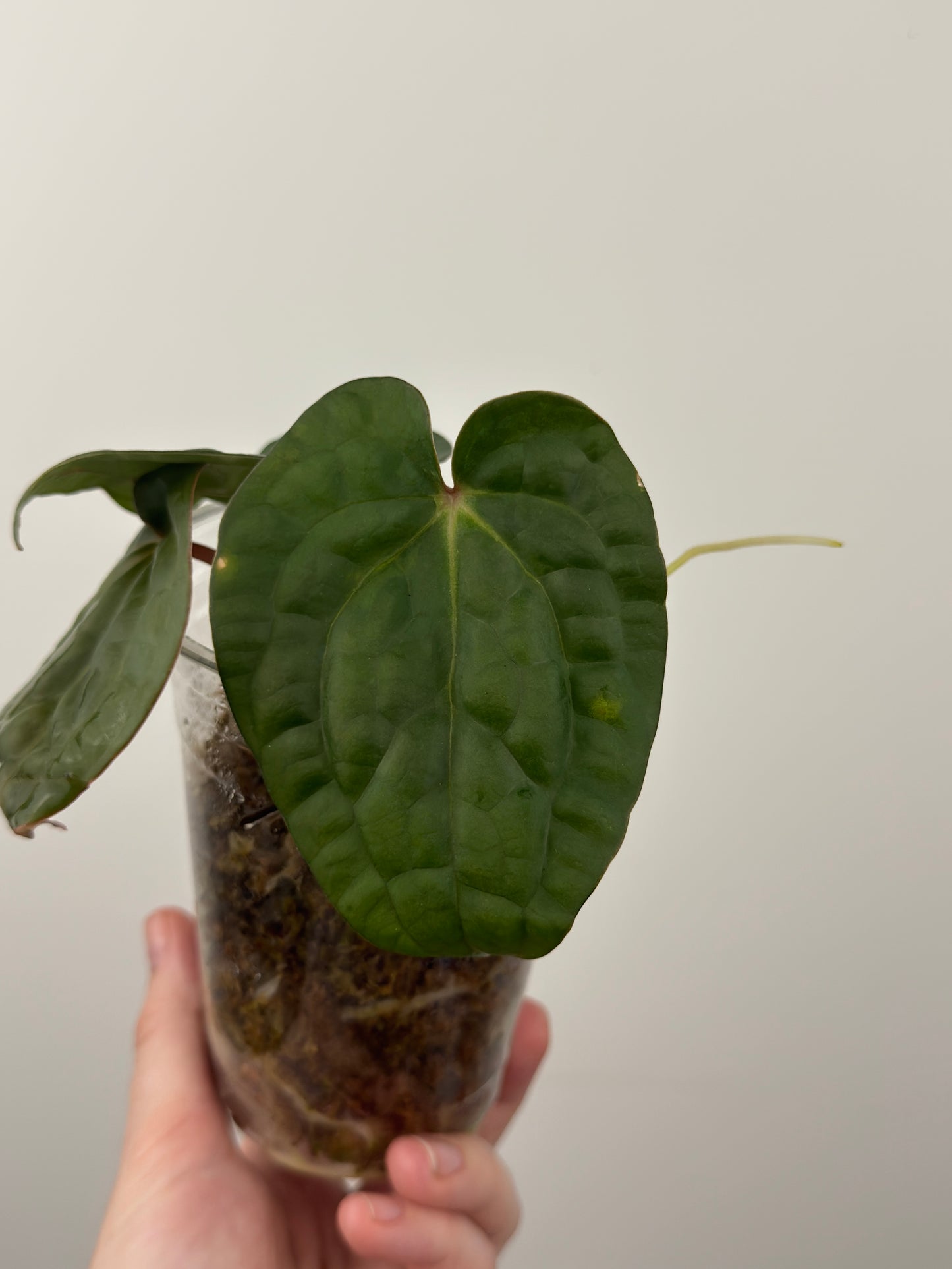 Anthurium 'David Portilla Dreams'