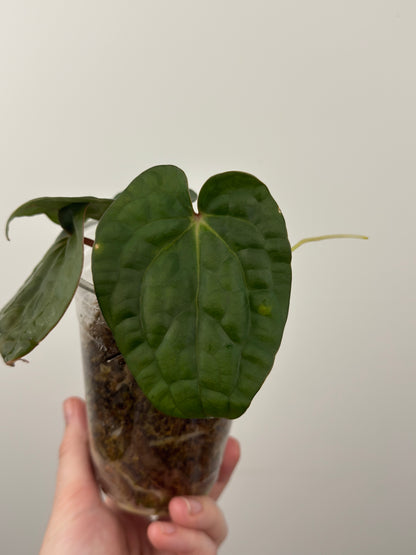 Anthurium 'David Portilla Dreams'