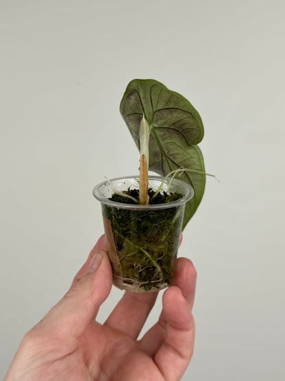 Alocasia ‘Green Unicorn’ (B)