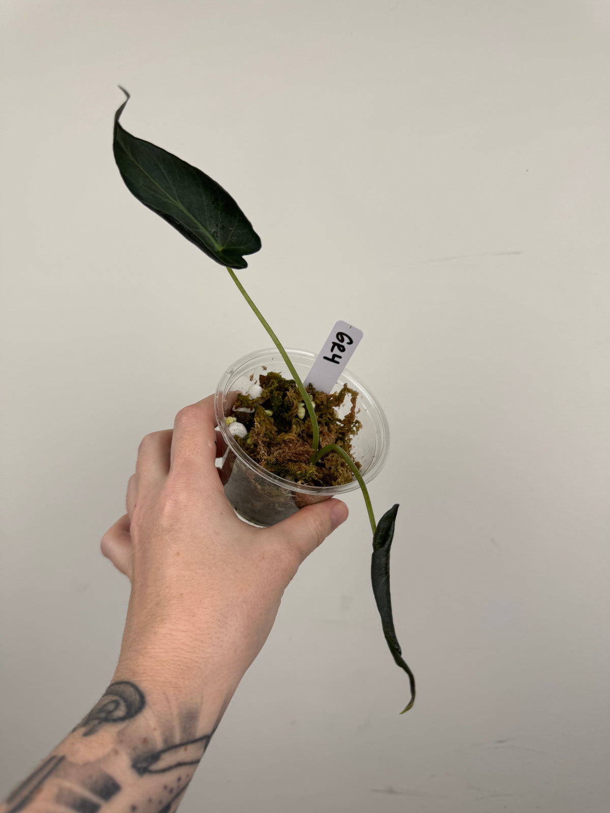 Alocasia 'Grim Reaper' Regal Shields Mutated Form