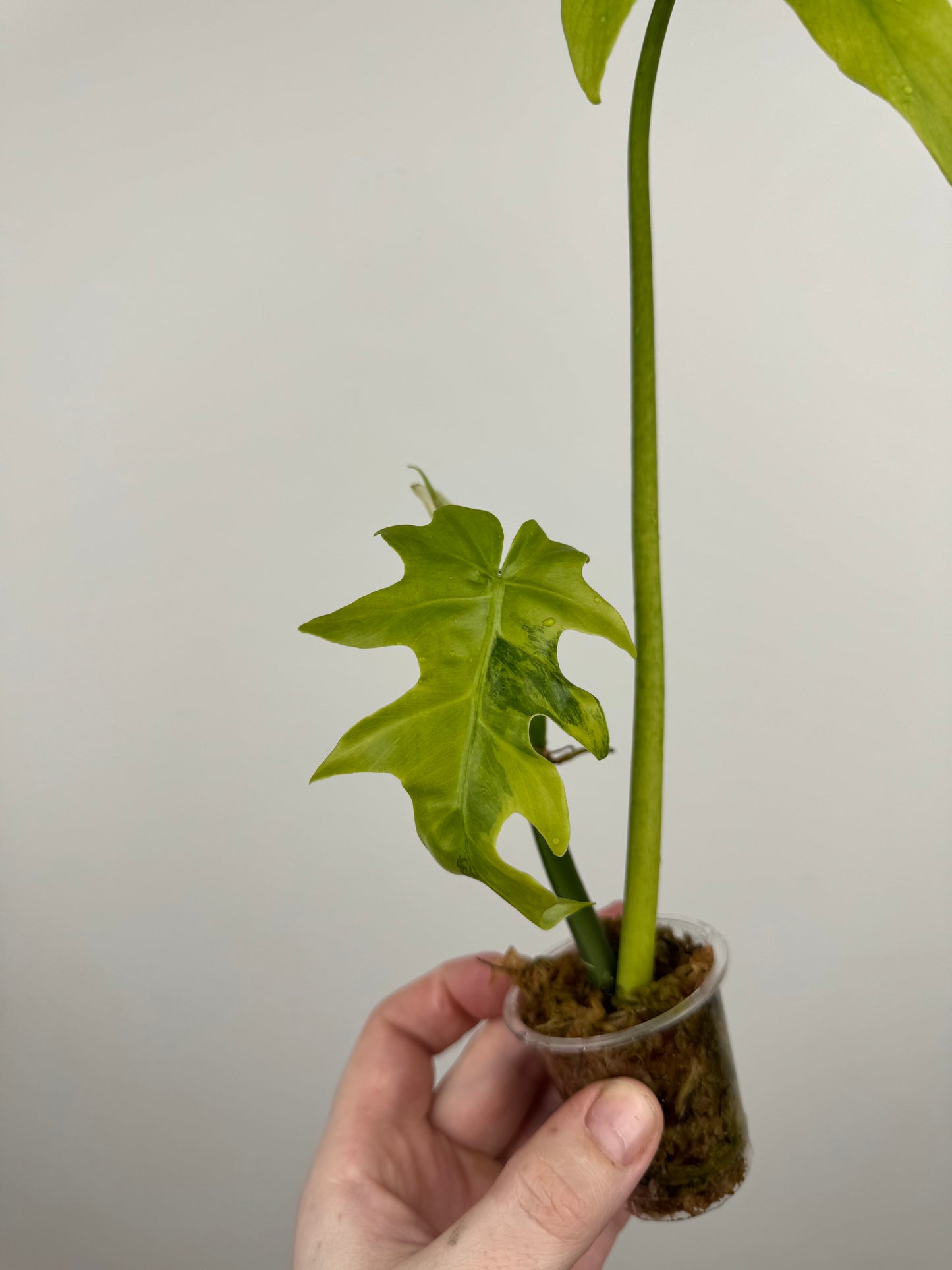 Philodendron Radiatum Variegated