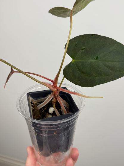 Anthurium ('RL' x 'FS') x NSE Portillae